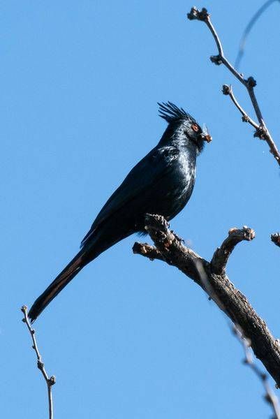 Phainopepla with Insect | Fine Art Bird Print