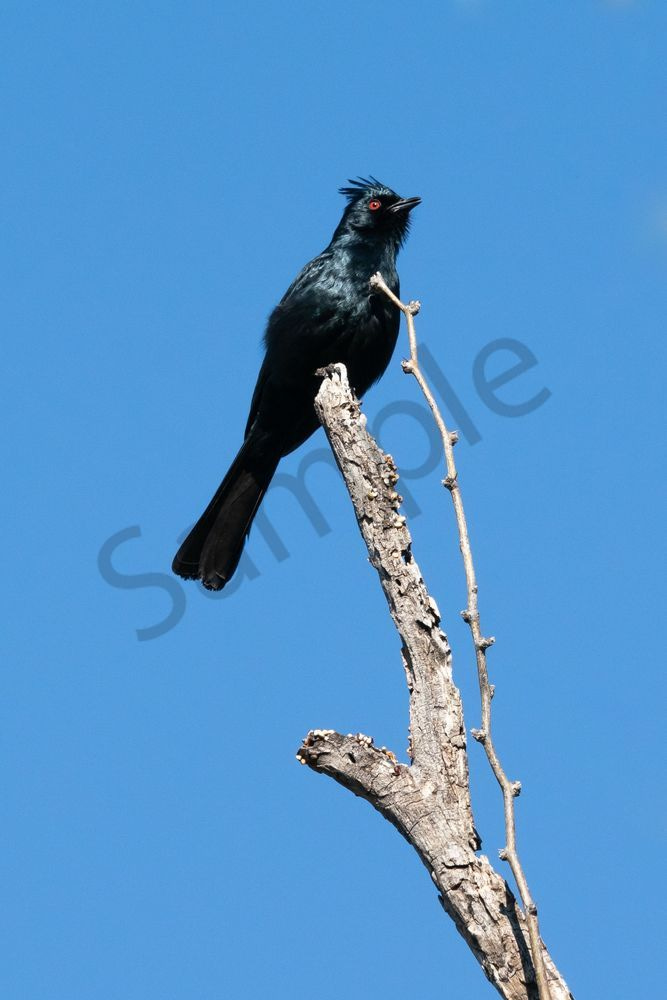 Male Phainopepla | Fine Art Bird Print
