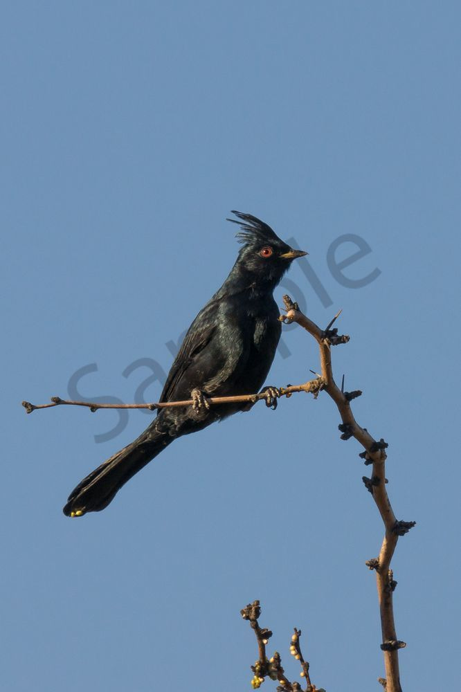Male Phainopepla, Tonto National Forest | Fine Art Print