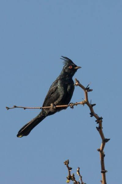 Male Phainopepla, Tonto National Forest | Fine Art Print