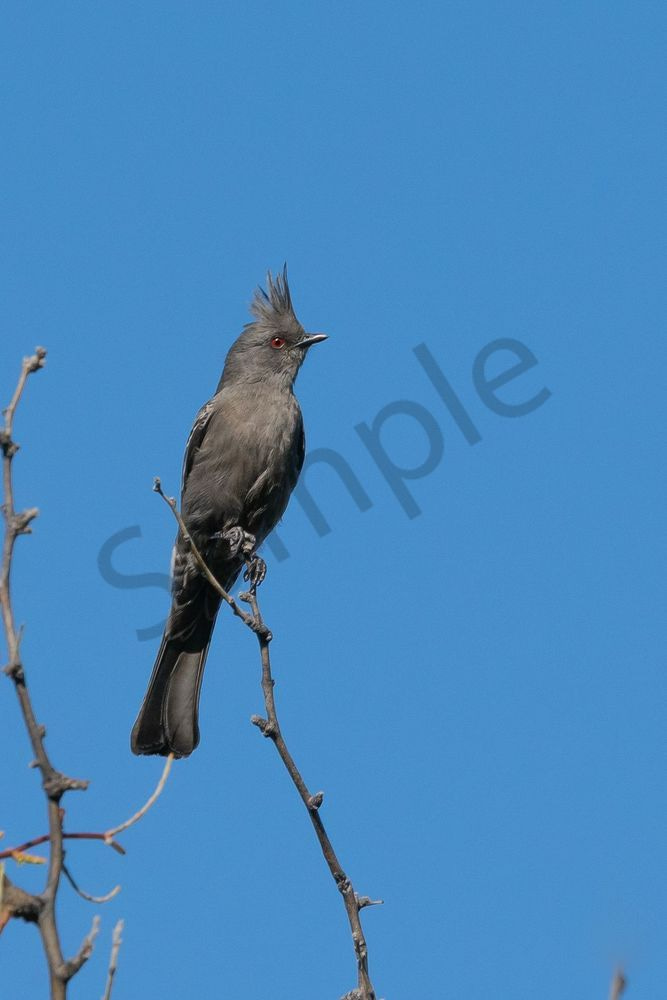 Phainopepla Female, Tonto National Forest | Fine Art Print