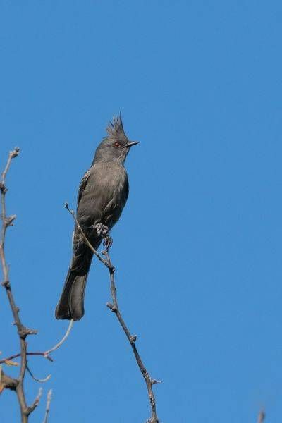 Phainopepla Female, Tonto National Forest | Fine Art Print