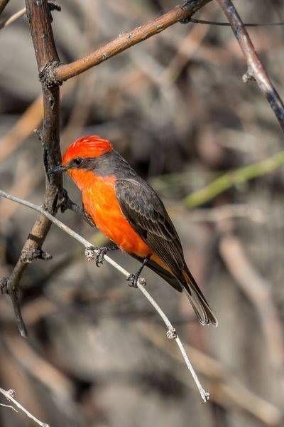 Vermilion Flycatcher, Tonto National Forest | Fine Art Print