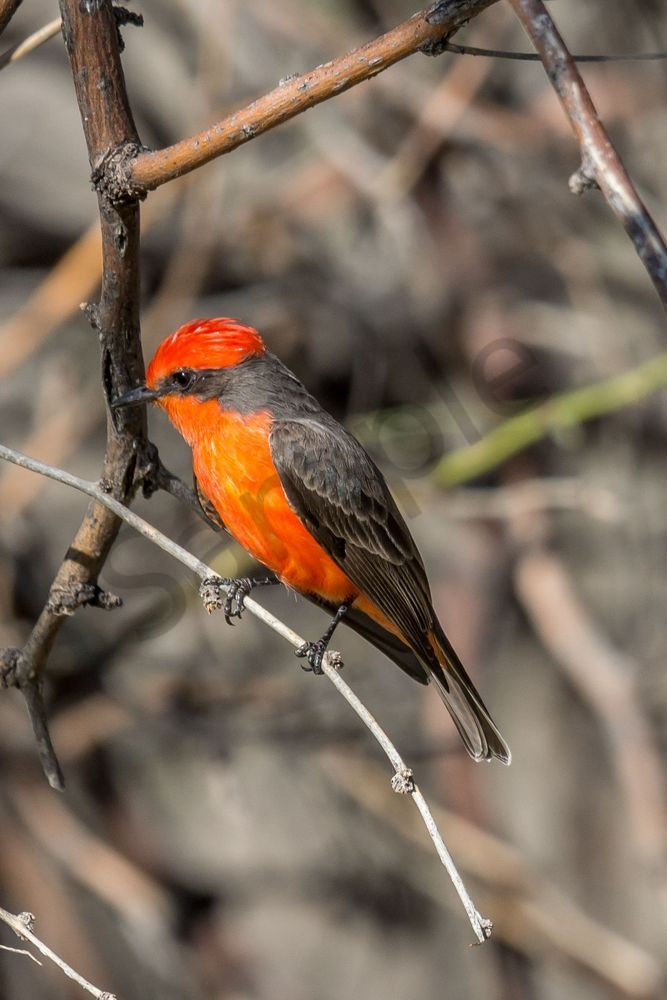 Vermilion Flycatcher, Tonto National Forest | Fine Art Print