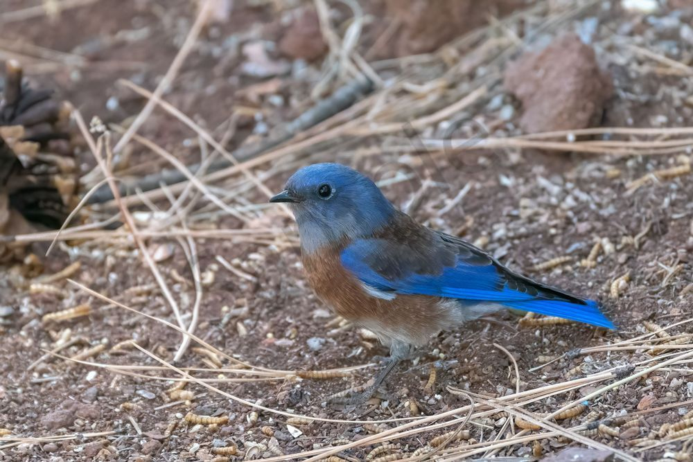Western Bluebird, Flagstaff | Fine Art Bird Print