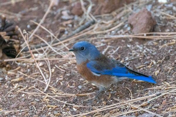 Western Bluebird, Flagstaff | Fine Art Bird Print