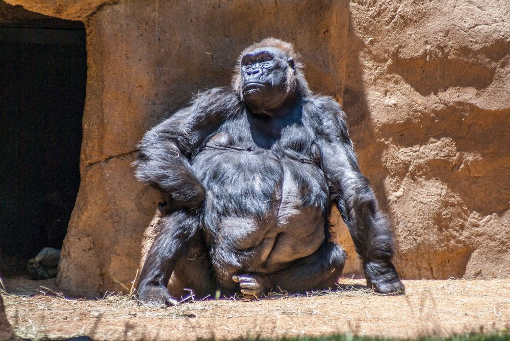 Gorilla Waiting for Breakfast | Wildlife Fine Art Print