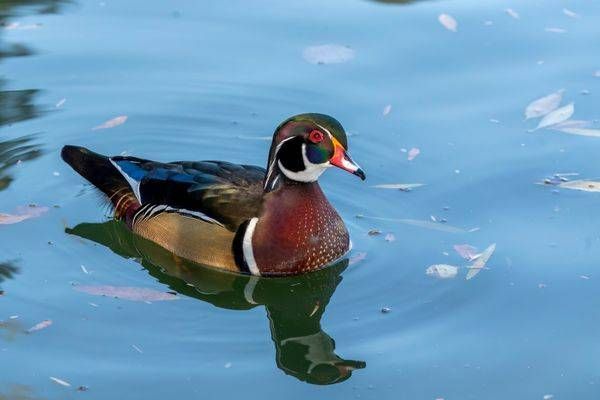 Wood Duck | Fine Art Bird Print