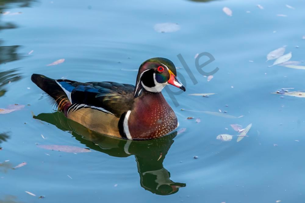 Wood Duck | Fine Art Bird Print