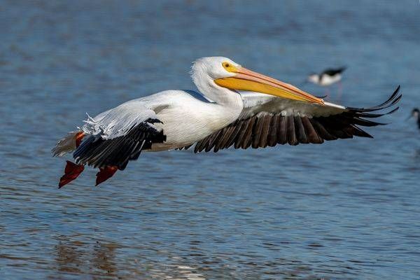 White Pelican in Flight | Fine Art Bird Print