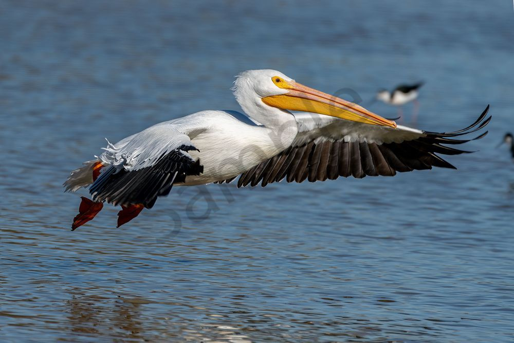 White Pelican in Flight | Fine Art Bird Print