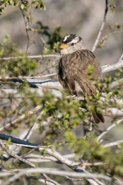White Crowned Sparrow | Fine Art Bird Print