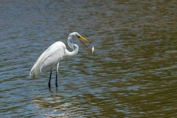 White Egret Fish Flip | Fine Art Bird Print