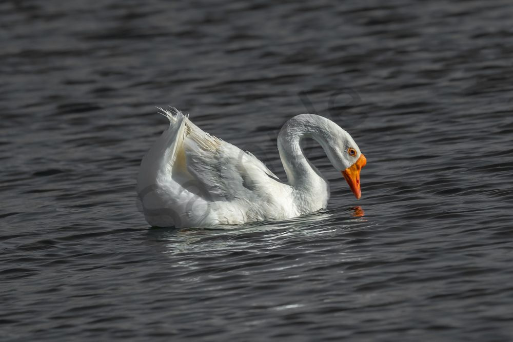 White Goose, Gilbert Water Ranch | Fine Art Bird Print