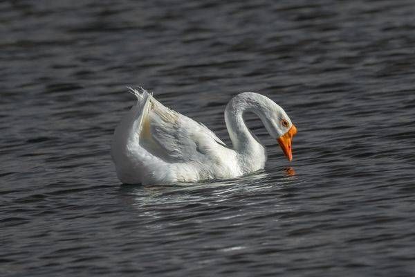 White Goose, Gilbert Water Ranch | Fine Art Bird Print