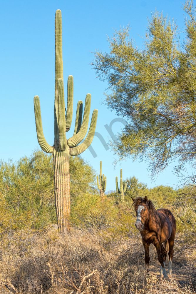 Wild Stallion in the Sonoran Desert | Fine Art Print