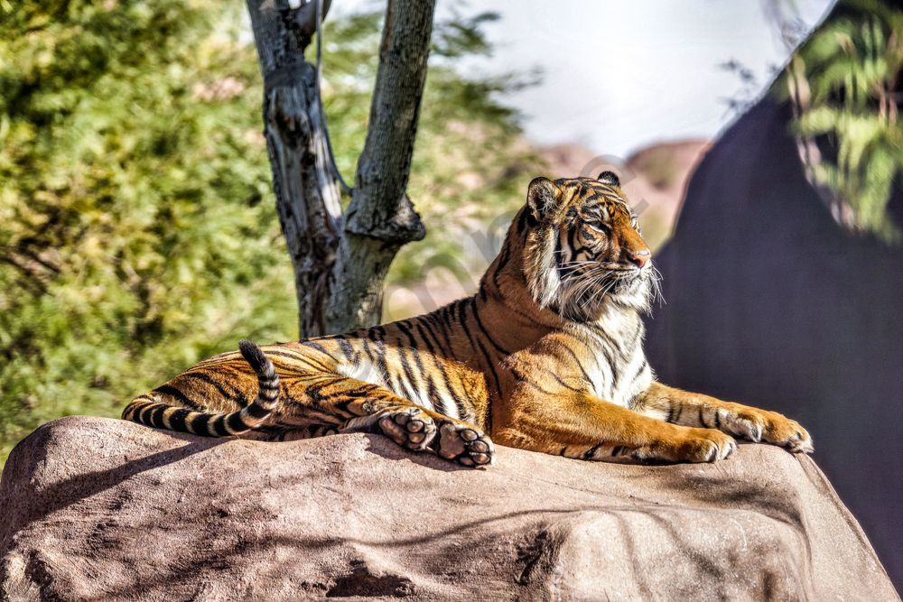 Tiger, Phoenix | Wildlife Fine Art Print