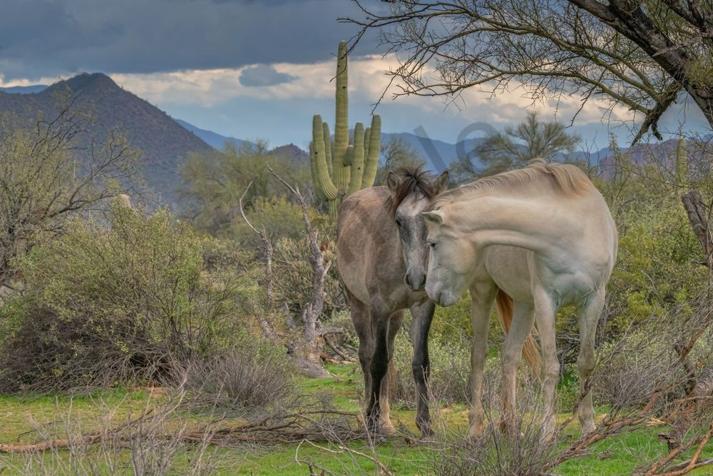 Wild Horse Kisses, Salt River | Wild Horse Fine Art Print