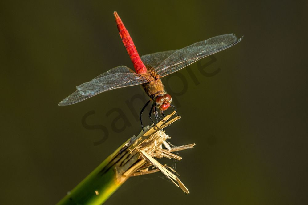 Dragonfly | Wildlife Fine Art Print
