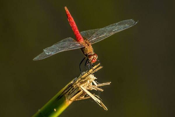 Dragonfly | Wildlife Fine Art Print