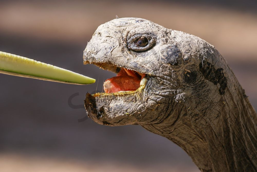 Tortoise Breakfast, Phoenix | Wildlife Fine Art Print