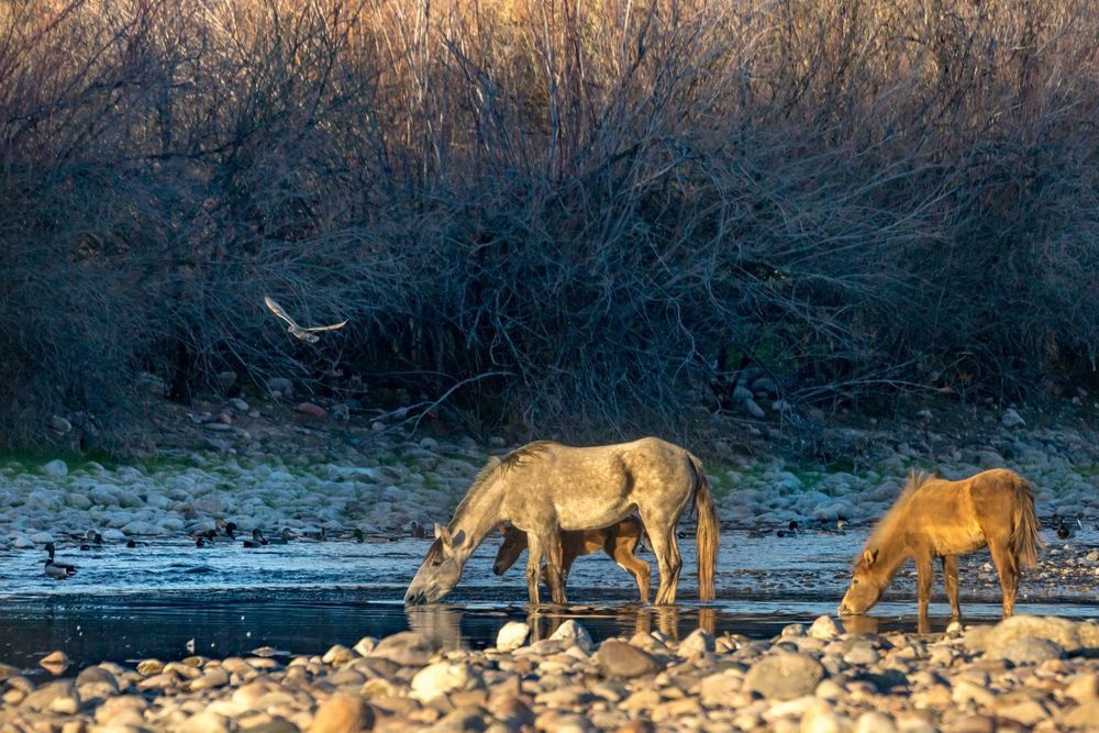 Peaceful Afternoon at the Lower Salt River | Fine Art Print