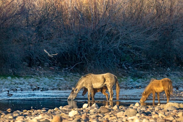 Peaceful Afternoon at the Lower Salt River | Fine Art Print