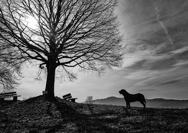 Animals Nature