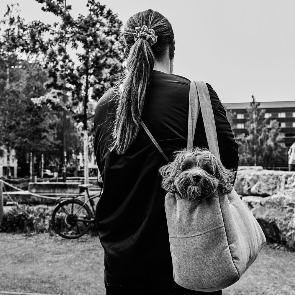 Dog In Bag Photography Art | Silver Glow Studio