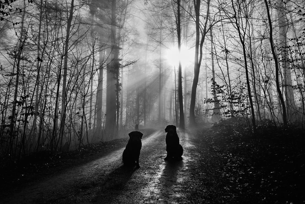 Forest 1 Photography Art | Silver Glow Studio