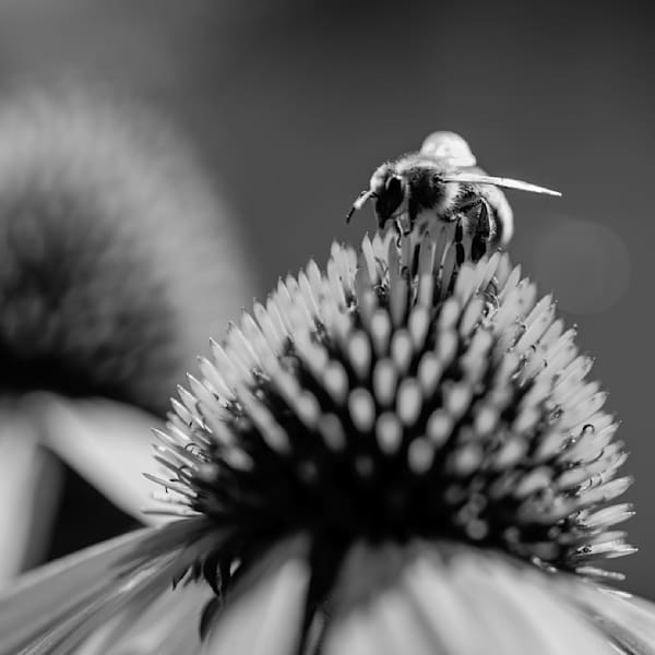 Animals Nature