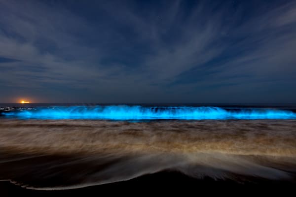 Dockweiler Bioluminescence