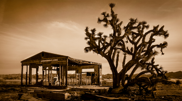 Joshua Tree