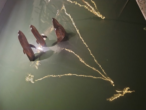 Delfini Riflessi 2 Photography Art | PASO