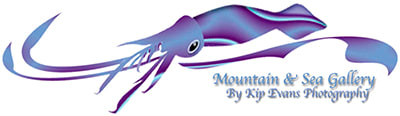 Mountain and Sea Gallery