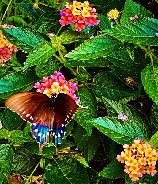 Butterfly Cutting Breakfast In Spring1 Photography Art | 16 Swans Suns