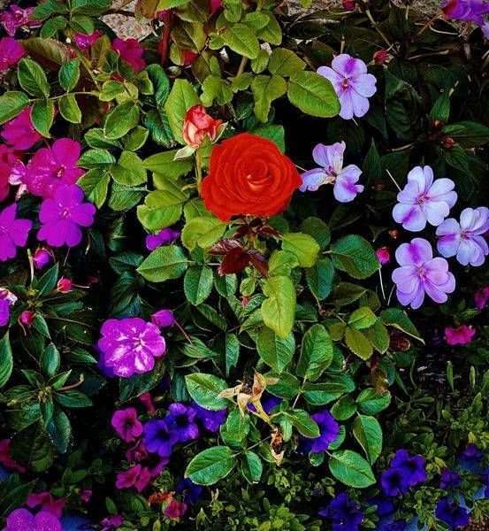 Purple And Red Heads Orange Yellow1 Photography Art | 16 Swans Suns