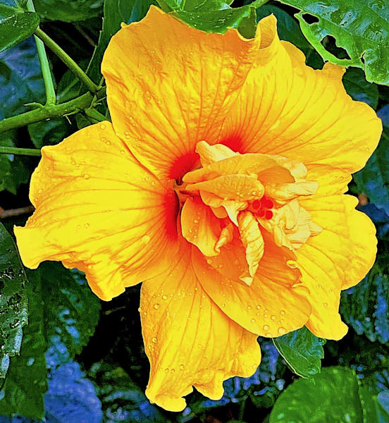 Yellow Flower On Easter1 Photography Art | 16 Swans Suns