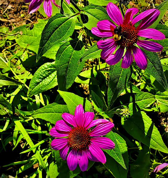 Purple Cones And A Bee1 Photography Art | 16 Swans Suns