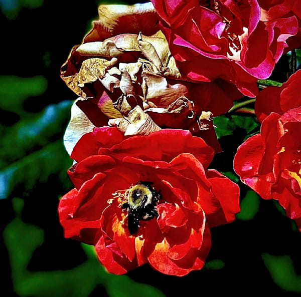 Busy As A Bee1.Jpg Photography Art | 16 Swans Suns