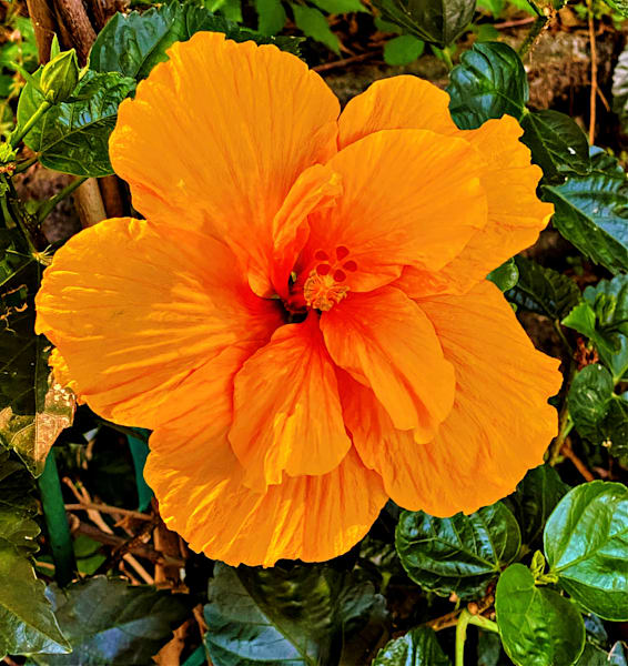 Golden Child1.Jpg Photography Art | 16 Swans Suns