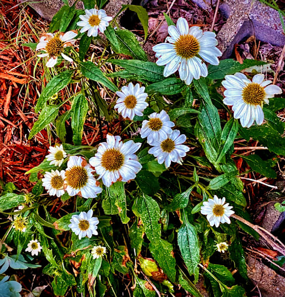 Daisies For You1.Jpg Photography Art | 16 Swans Suns