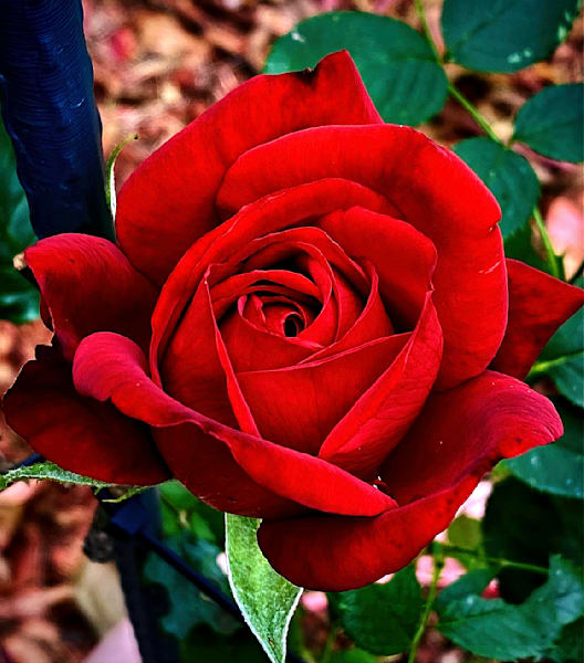 One Rose For You1 Photography Art | 16 Swans Suns
