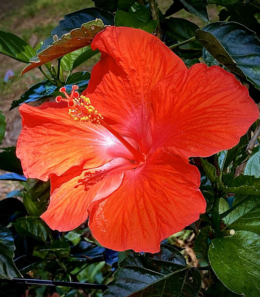 Red Moon.Jpg Photography Art | 16 Swans Suns