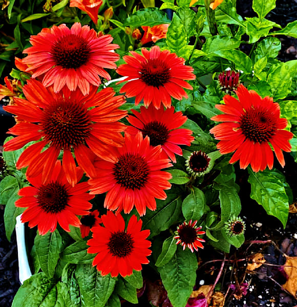 Red Hats1.Jpg Photography Art | 16 Swans Suns