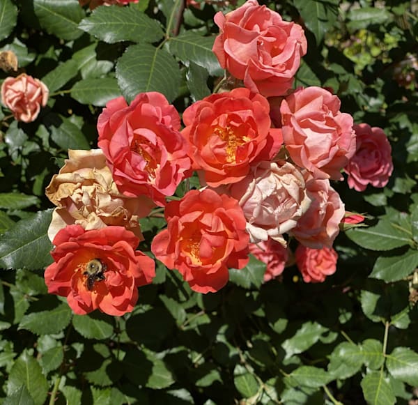 Red Roses Edited Photography Art | 16 Swans Suns