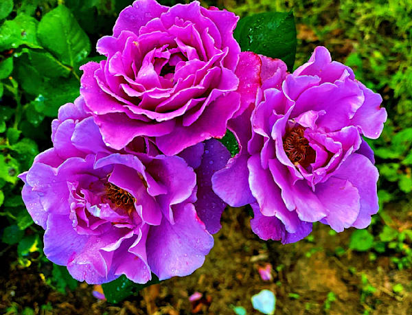 Ready For Purple, It's Purple1 Photography Art | 16 Swans Suns