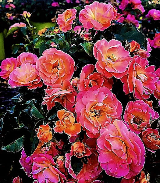 Pink Flowers For Easter1 Photography Art | 16 Swans Suns