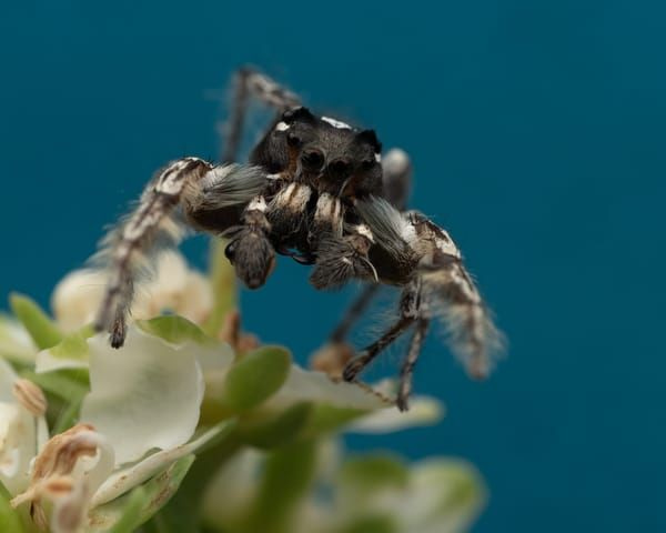 Jumping Spiders