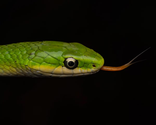 Green Rough Snake